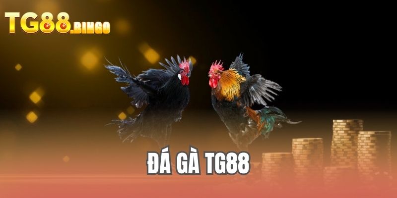 Đá gà TG88